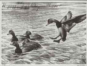 Original artwork for 1946-47 Federal Duck Stamps and Prints.